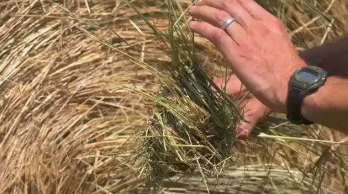 CTV News Winnipeg tweet media