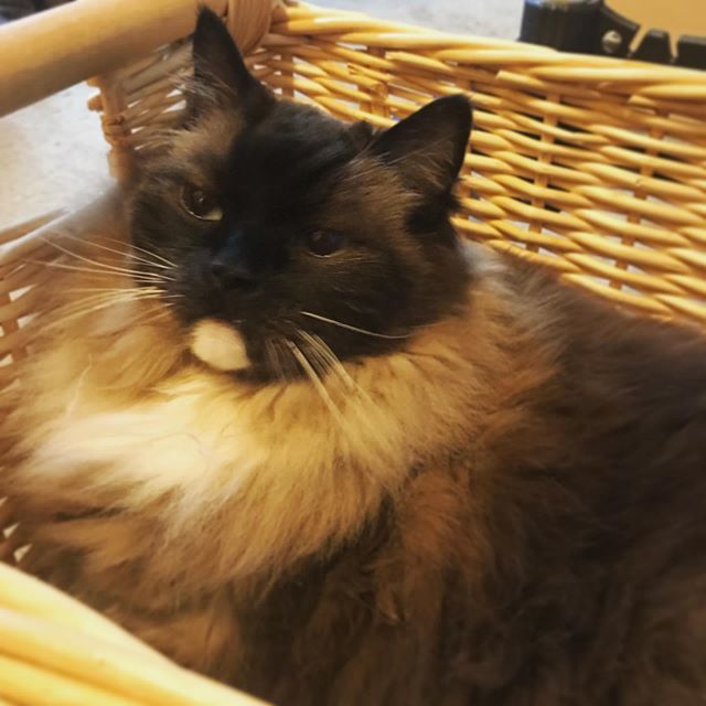 MrPhluph's tweet photo. Happy #nationalcatday to Mr. Phluph, the Phluphiest cat around! Phluph would like to thank his puppy, #dragonpuph for making his days phull and phun. #phluphliphe https://t.co/ljwH9CzEjv https://t.co/hG7VT5E93x
