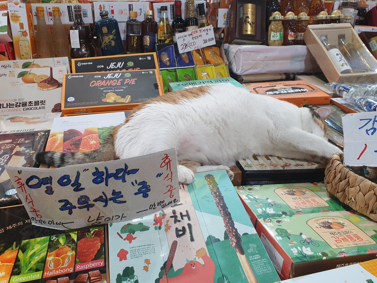 Gdoooob's tweet photo. 열일하셨다니까 믿어줘야지 저 팻말 고양이가 움직일때마다 옮겨놓는거같았음 ㅋㅋ 열살 넘으셨다고 함 https://t.co/hyhGzsegrP