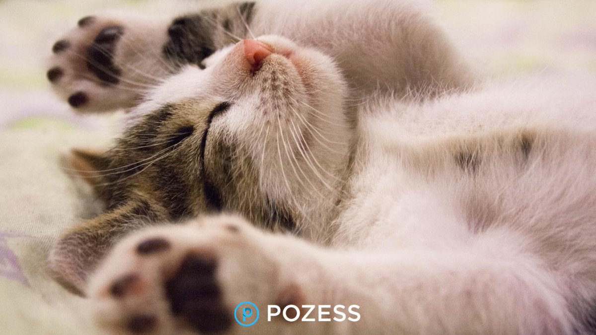 Give your furry feline friend some extra love today because it's #InternationalCatDay...
