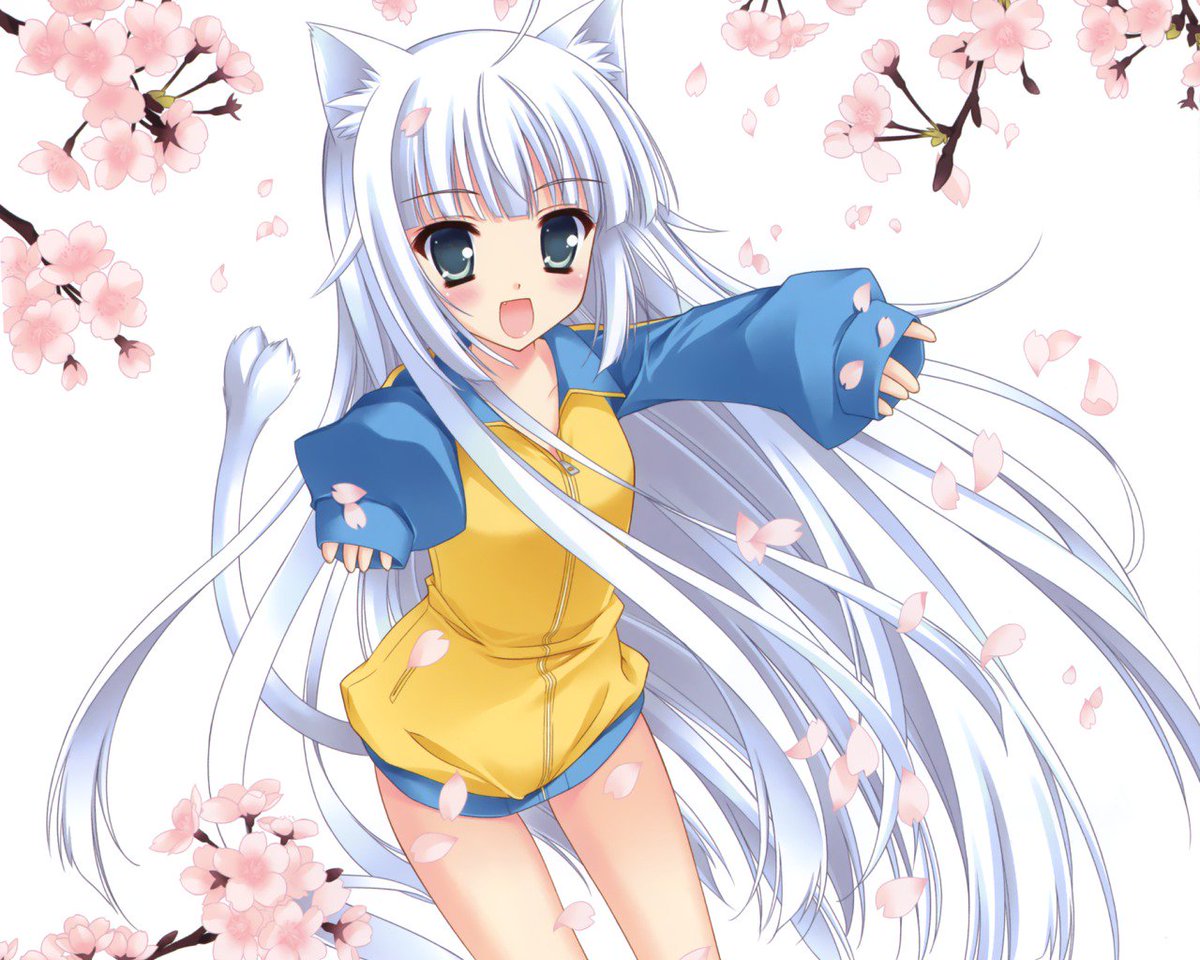 Anime Neko Girl On Twitter