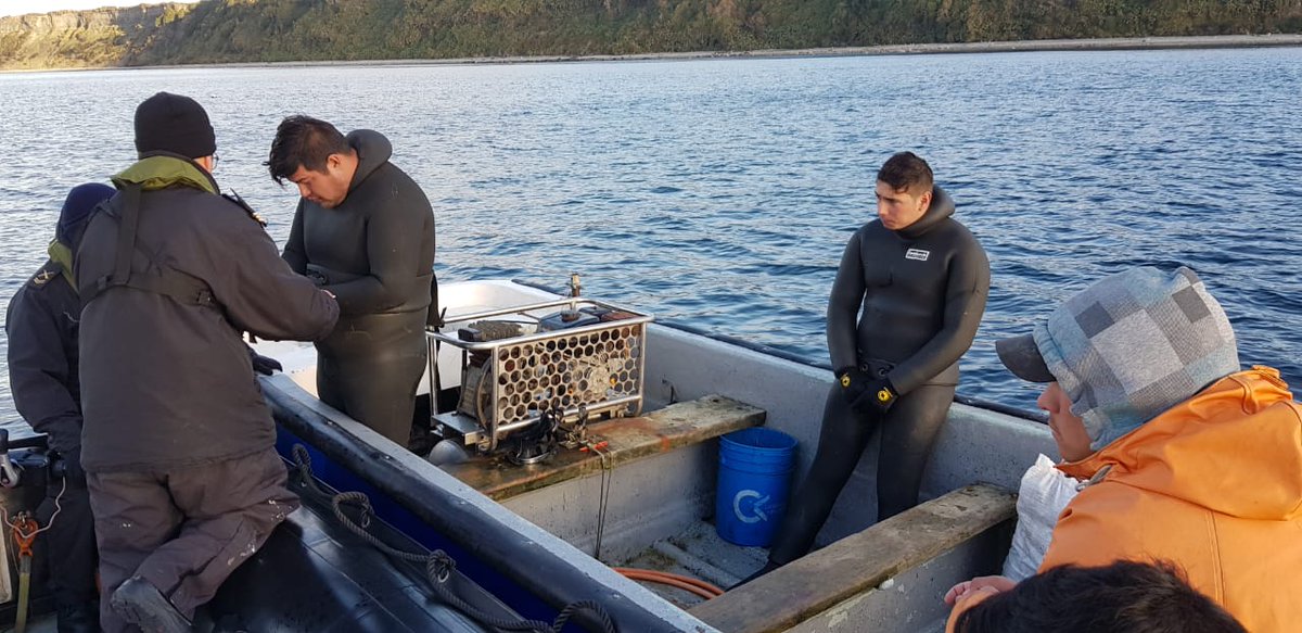 CAPUERTOQUEMCHI's tweet photo. Policía Marítima de @CAPUERTOQUEMCHI realizó incautación de 170 Kg., de recurso "Erizo" sector canal #Chauques. Infractores citados al Juzgado de Letras #Castro y total del recurso fue devuelto al mar por encontrarse con suspensión de faena extractiva.
@DGTM_Chile 
@maritgobcas https://t.co/ME7Uy9Vniv