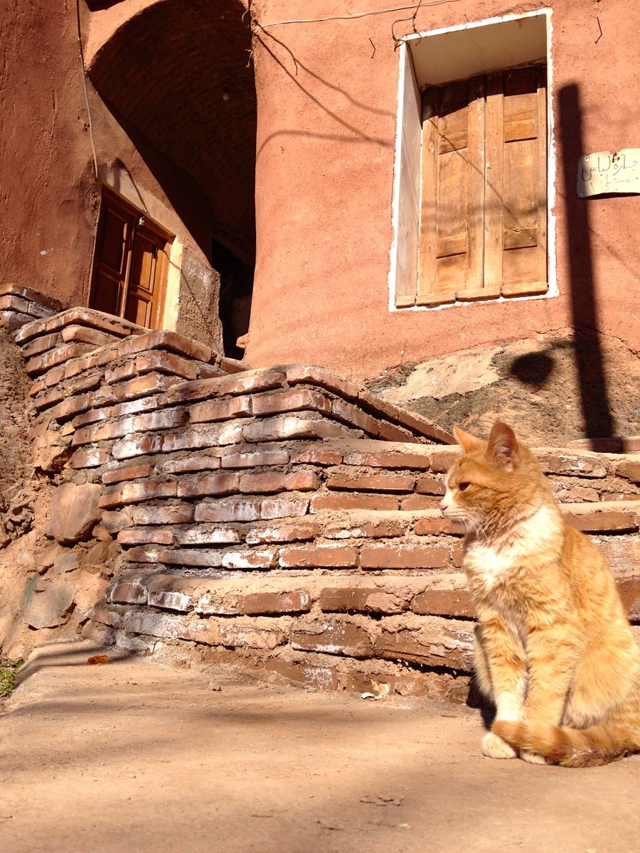 DJZibaZ's tweet photo. #Tbt to December 31, 2013 in Iran.
P.S. Happy #InternationalCatDay!
#Gorbeh #گربه https://t.co/M5rUlnFJdc