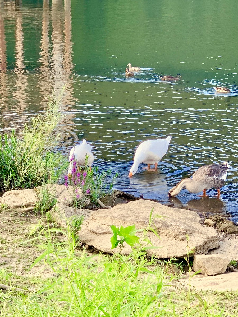 CoolInPgh's tweet photo. Enjoyed visiting the waterfowl at the @MonAquatorium today! https://t.co/eVbJWxeFXO