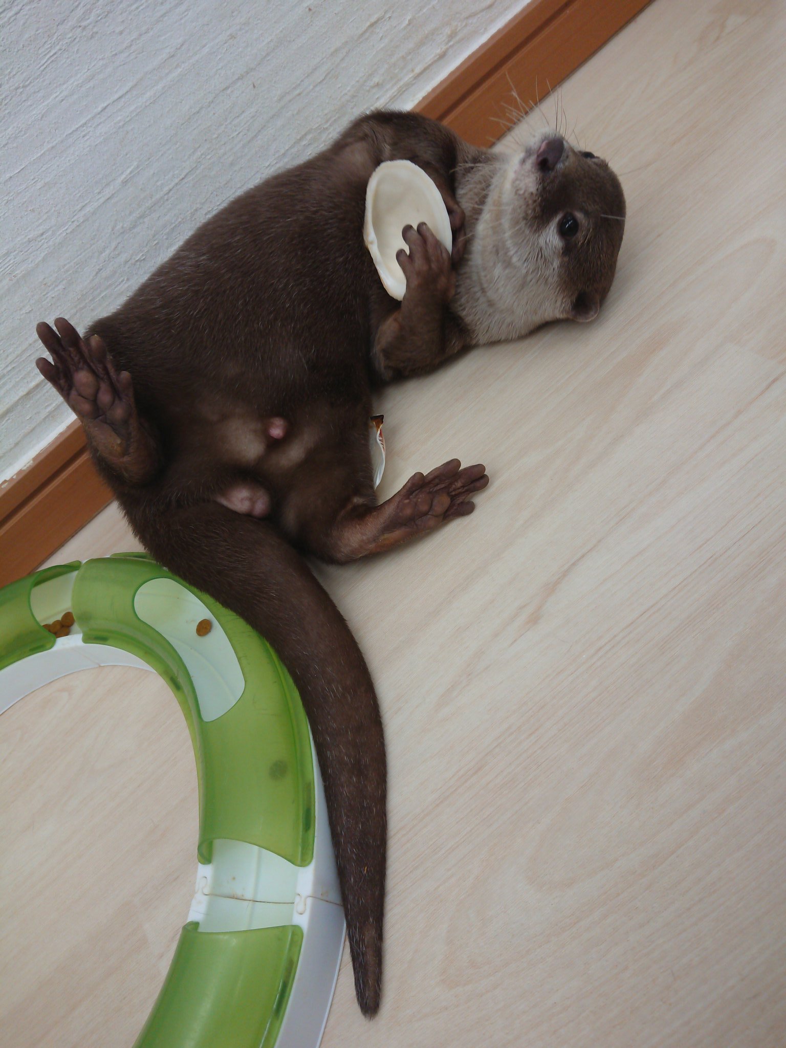 Loutre 大阪店 カワウソと過ごす時間 Sur Twitter 双子のラッコです 笑 貝殻のおもちゃも好きな ごまくんとまゆちゃん まゆげ姫ウインク カワウソカフェ Loutre ルートル 京都 大阪 なんば カワウソ 動物カフェ 癒し Otter Ottercafe