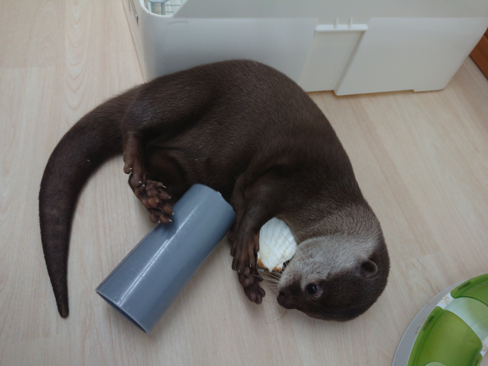 Loutre 大阪店 カワウソと過ごす時間 Sur Twitter 双子のラッコです 笑 貝殻のおもちゃも好きな ごまくんとまゆちゃん まゆげ姫ウインク カワウソカフェ Loutre ルートル 京都 大阪 なんば カワウソ 動物カフェ 癒し Otter Ottercafe