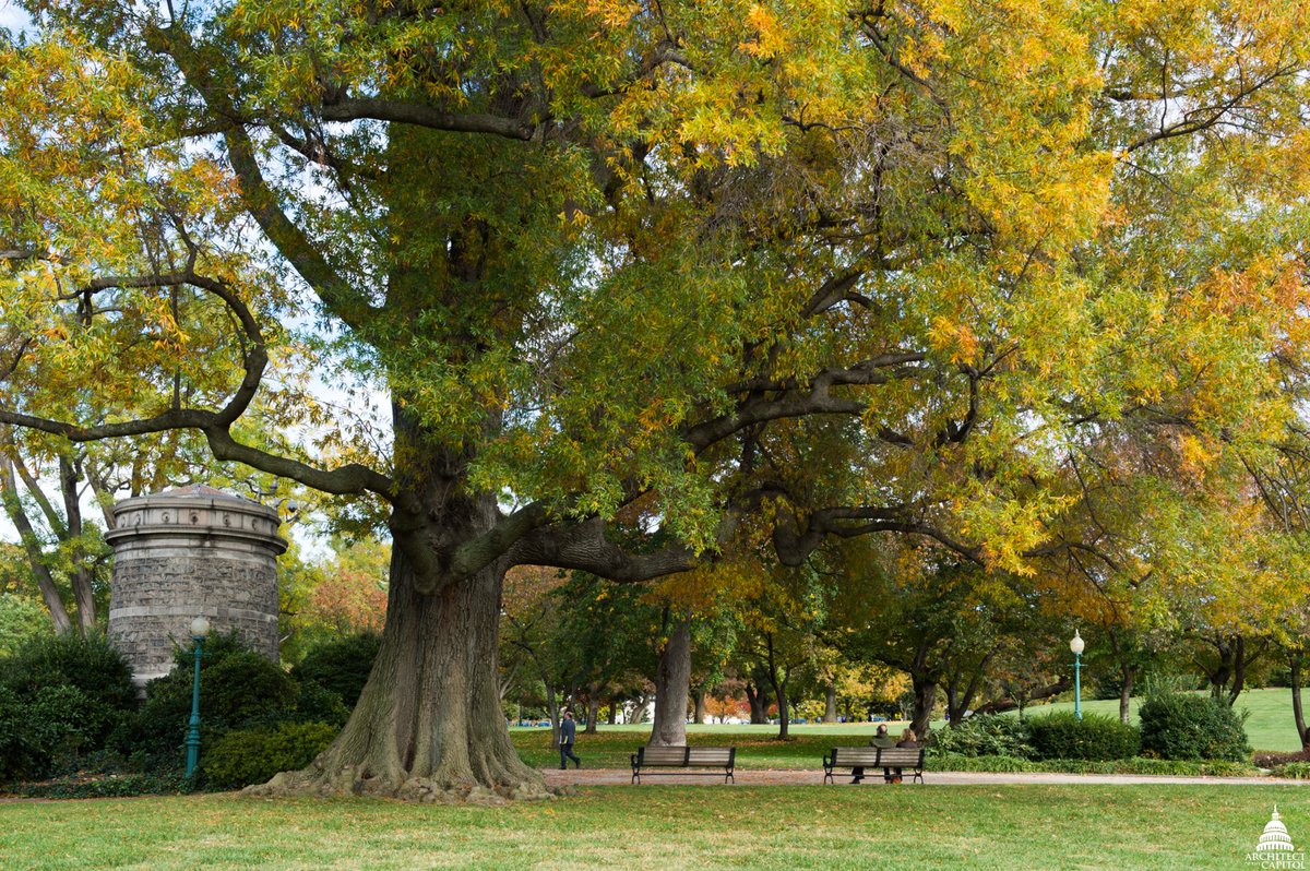NovaArborist's tweet image. What is your favorite tree that grows in the DC area? Tweet us your choice! #urbantreecare #dcarborist #novaarborist #dctrees #treefun #naturelovers #treelovers