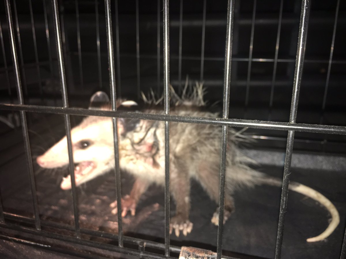 cldavis557's tweet photo. When your dachshund brings you this at 10 pm!!! #notachewtoy #opossumsareourfriends #shechewedthispoorbaby #isethimfree #dachshund https://t.co/6zy7kCdIbQ