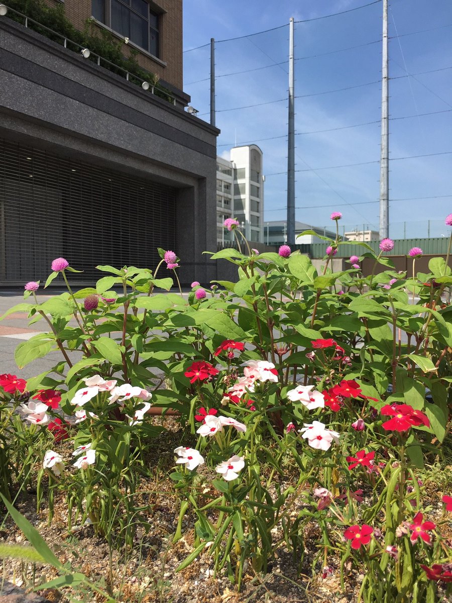 Ikuno Times 生野区役所 おはようございます いくみんです 今日も夏らしい晴れの天気で 生野区でも真夏日になりそうです 台風10号の進路次第で来週の天気は大きく変わるかもしれないので 注意が必要ですね 生野区 天気