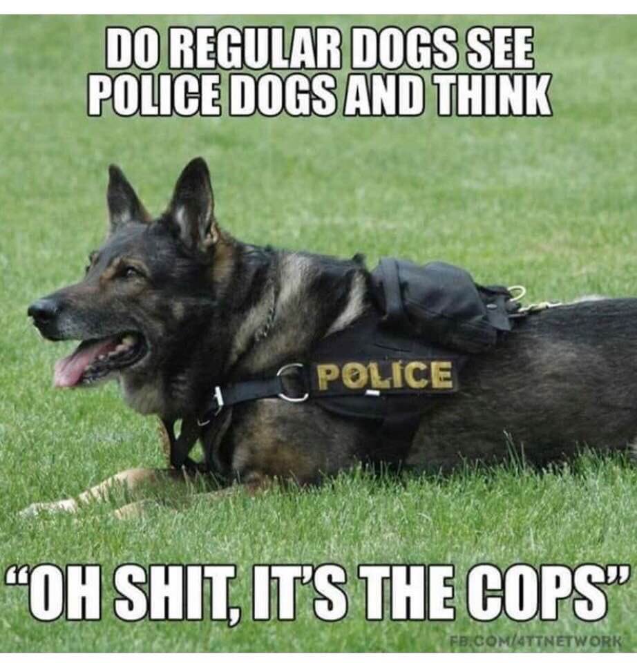 FrontlineNewsGp's tweet photo. A funny for all my K9 handler friends.  @OxnardpoliceK9 @vcsdk9unit @K9Flex_JPD @TheK9Fund https://t.co/aO00Zj01wj