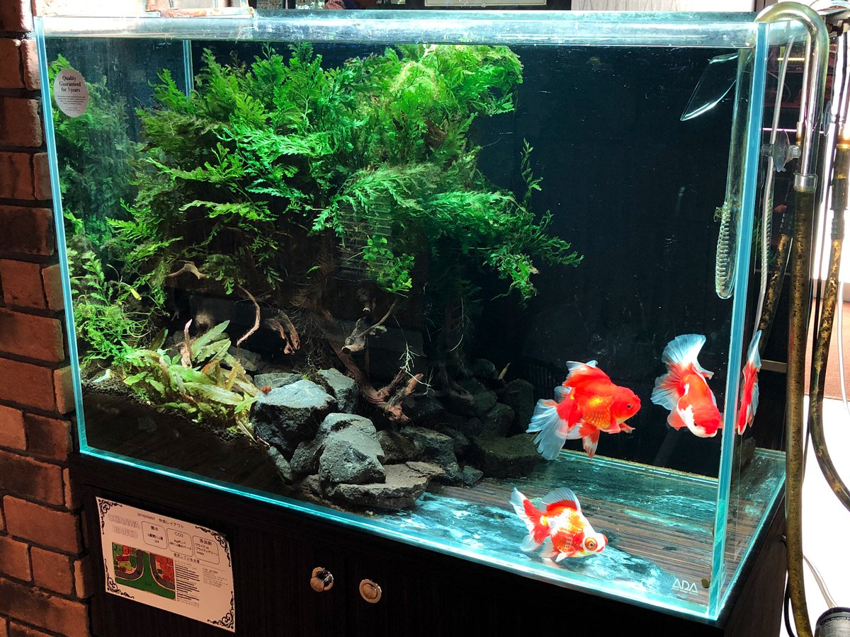 沖縄ビアンコ 公式 على تويتر 朝来たらレイアウトの水草が半分ごっそり消えてて 金魚 入ってたら草生えない ʬʬʬʬʬʬʬʬʬʬʬʬ 沖縄ビアンコ 公式 على تويتر 朝来たらレイアウトの水草が半分ごっそり消えてて 金魚 入ってたら草生えない ʬʬʬʬʬʬʬʬʬʬʬʬ