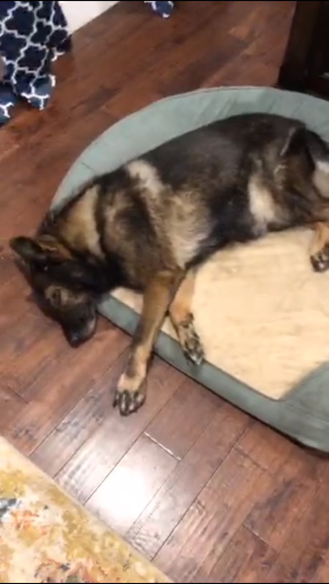 DorothyMB's tweet photo. Lor resting. 🥰🤗 Watch @JamesCraigmyle's broadcast: #TeamRayRay @MetalTRadio https://t.co/3J29rjHal8 https://t.co/m1jVBiaeJZ