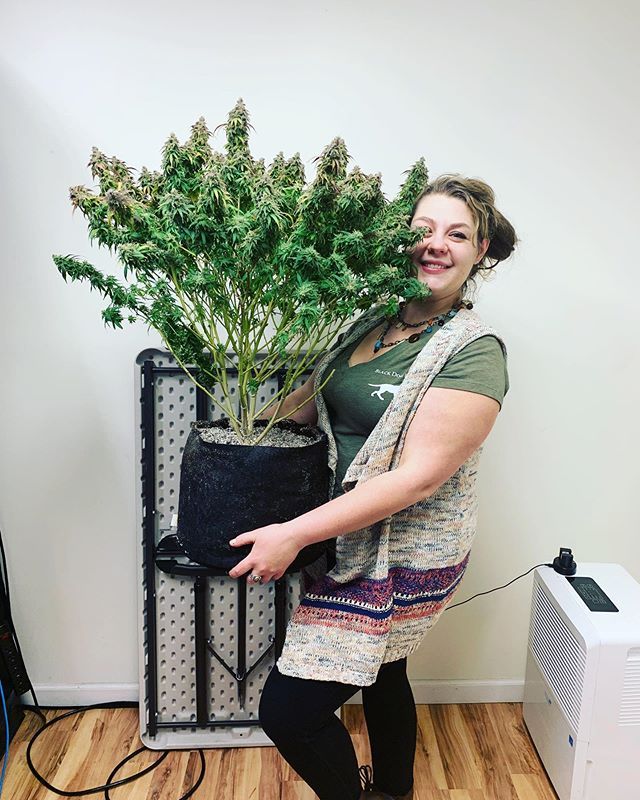 BlackDogLED's tweet photo. Black Dog LED is always here to answer all your questions! Looking to harvest the best from your plants? Give us a call to discuss your garden and get it growing to the "Phyto" MAX! 720-420-1209
________________________________________
#blackdogled #phytomax #phytomax2 https://t.co/VPN2rFrjIA