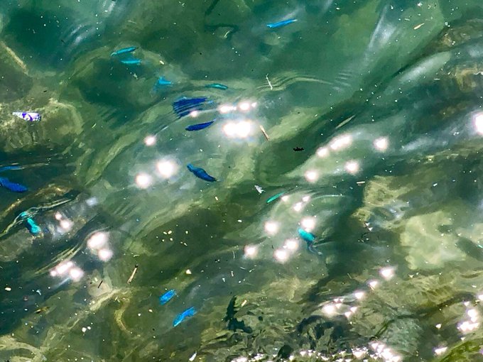 綺麗な魚のtwitterイラスト検索結果 綺麗な魚のtwitterイラスト検索結果