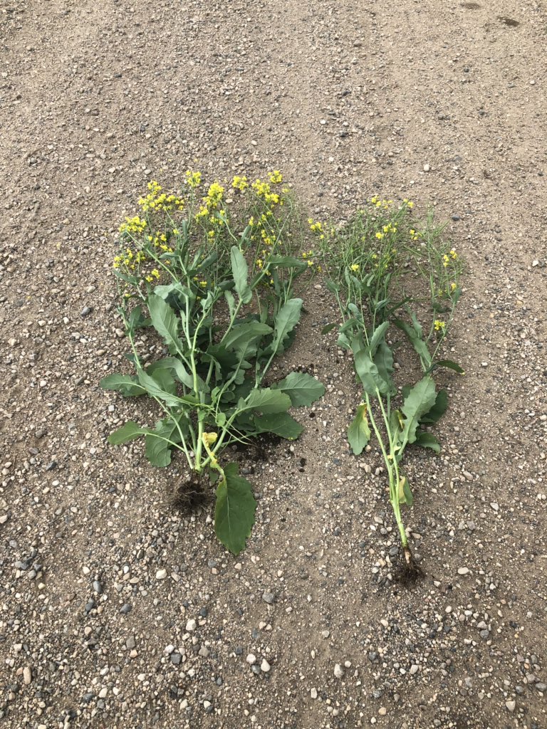 douggomex's tweet photo. Seeing if believing, what a good nutrition package can do even on a challenging year. #PDHG Farms #omex #nutriboost #superb #uptake give the boys at PDHG Farms a shout and ask how he dose it! https://t.co/PW2TTkhXst