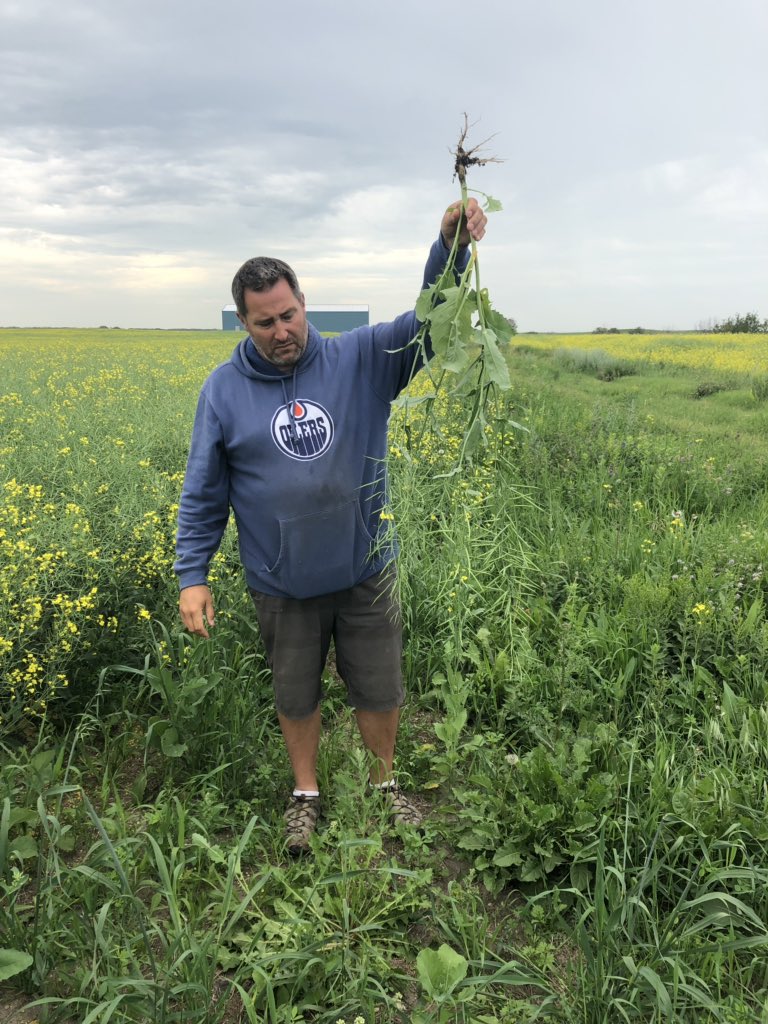 douggomex's tweet photo. Seeing if believing, what a good nutrition package can do even on a challenging year. #PDHG Farms #omex #nutriboost #superb #uptake give the boys at PDHG Farms a shout and ask how he dose it! https://t.co/PW2TTkhXst