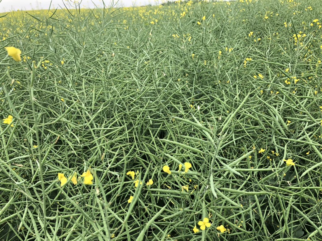 douggomex's tweet photo. Seeing if believing, what a good nutrition package can do even on a challenging year. #PDHG Farms #omex #nutriboost #superb #uptake give the boys at PDHG Farms a shout and ask how he dose it! https://t.co/PW2TTkhXst
