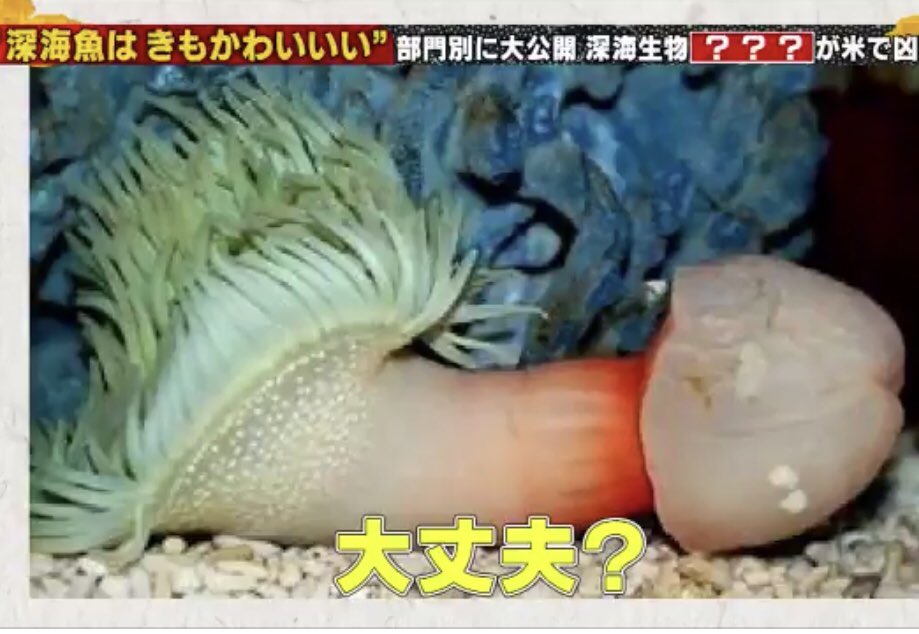 K 特殊能力があるイソギンチャク フウセンイソギンチャク 天敵のヒトデに襲われると膨らんで大きくなるらしい T Co Agpfin3prw Twitter