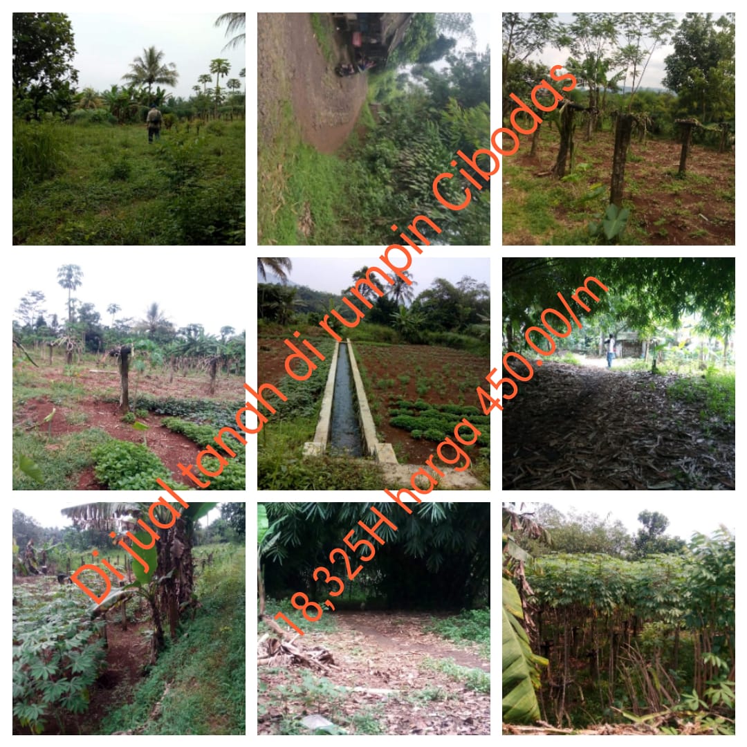herman_property's tweet photo. Jual tanah di rumpin bogor sangat cocok buat anda yg ingin berinvestasi di bidang pertanahan dan sangat cocok jika di bangun perumahan posisi tanah sangat dekat dengan situ cibodas
#property #properti #tanah #tanahdibogor #tanahdijual 081289550571 https://t.co/eq5wyuYoVM