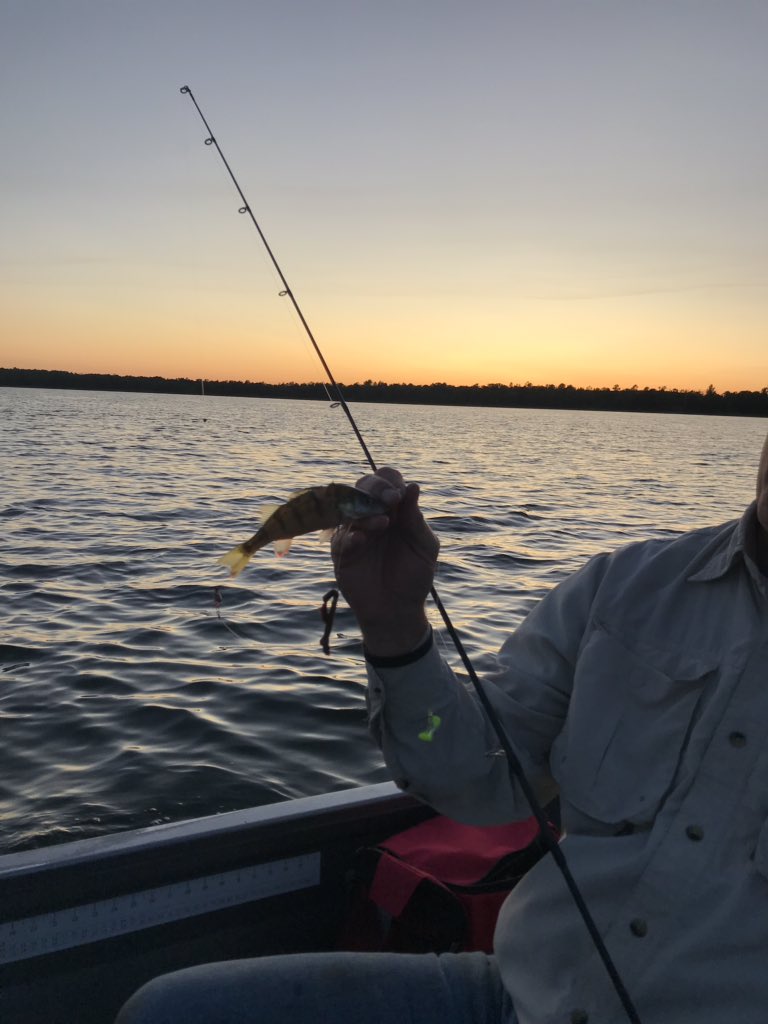dv_brock's tweet photo. #nextleveltouch My brother in law continues to amaze in Bemidji. Perch with northern pike bite in middle. #notlongforlake https://t.co/ZuVargMpn8