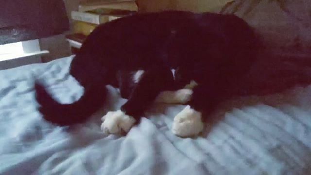 allegriana's tweet photo. Important #internationalcatday content: the most masterful hunter.

Name: Ryu
Age: ?????
Quirk: Catlike reflexes
Weakness: Catlike reflexes
Favorite food: Wet
Hobby: Sleeping

#cat #tuxedocat #rescuecat #tomcat #sleepycat #catvideos #kitty #catsofinstagr… https://t.co/rOIt8MzCLN https://t.co/YmvsQJB7ZO