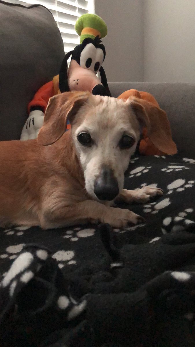 mini_ween's tweet photo. This is my hungry face. https://t.co/GLZlgf3SmT