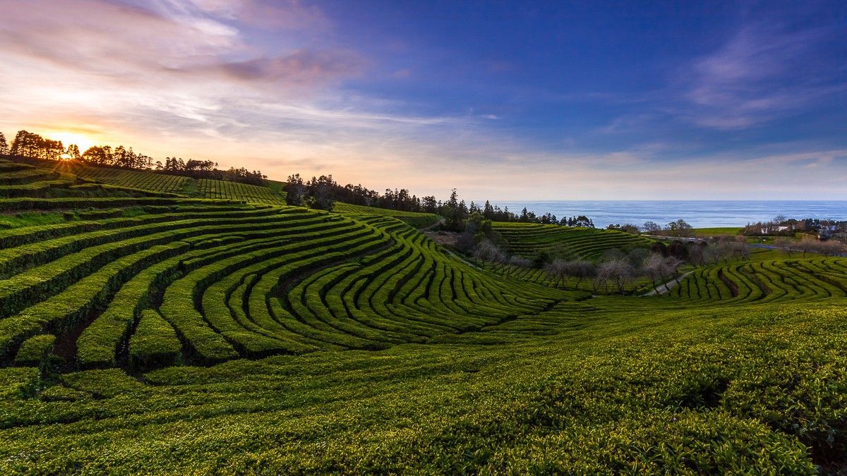 Madeinazores's tweet photo. Não interessa a altura do dia — qualquer hora é uma boa hora para uma chávena de chá. O chá cultivado nos Açores é 100% orgânico e tem uma história de quase dois séculos. #azores #azoresislands #visitazores #azoreswhatelse #madeinazores #azorean #music https://t.co/riIU3Lp7yw