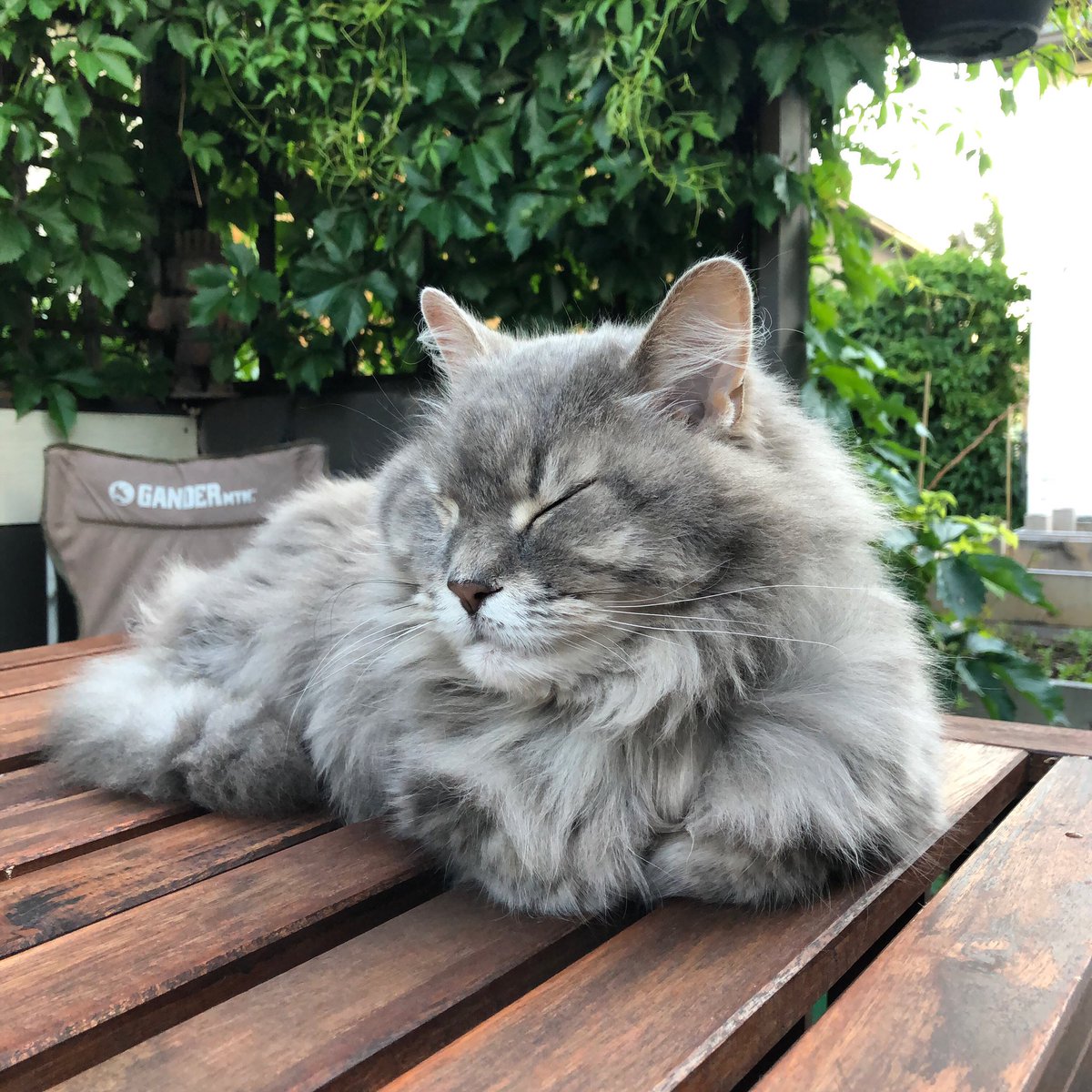 softswitchband's tweet photo. In conclusion, cats are great, strongly recommend you get one for yourself. https://t.co/i05BORU0Cs