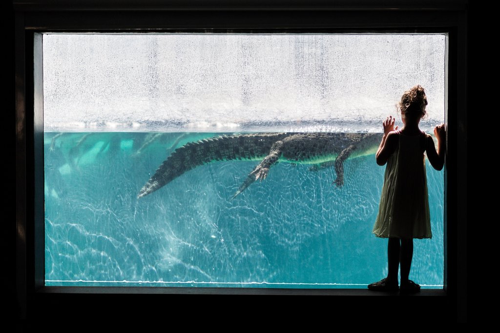 “Curiosity is one of the great secrets of happiness.”- Bryant H. McGil

#crocosauruscove #croccove #croccovedarwin #cageofdeath #cagediving #ntaustralia #seeaustralia #darwin #darwinnt #australia #tourismtopend #mytopend #visitdarwinnt #dothent