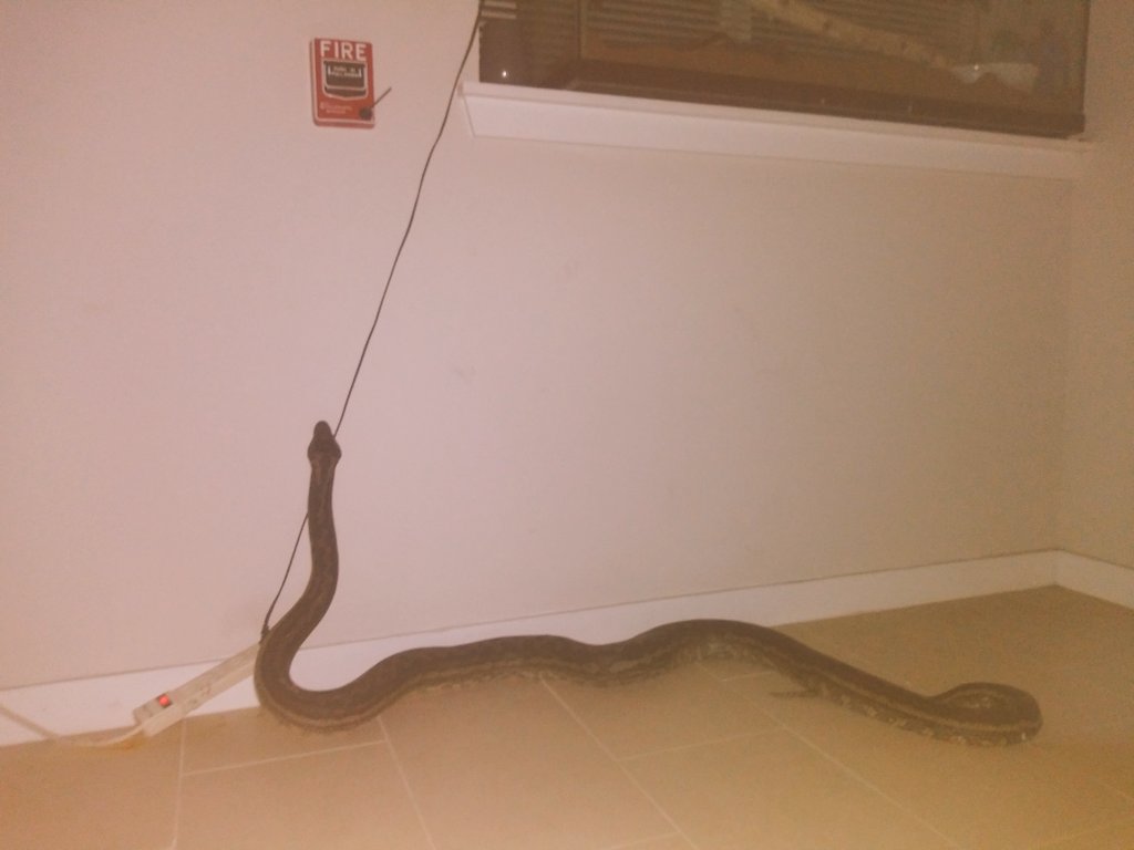 cyber_satanic's tweet photo. This is Sally🐍 
She is a big big girl 💖 #Python https://t.co/P06Z0ZXWtF