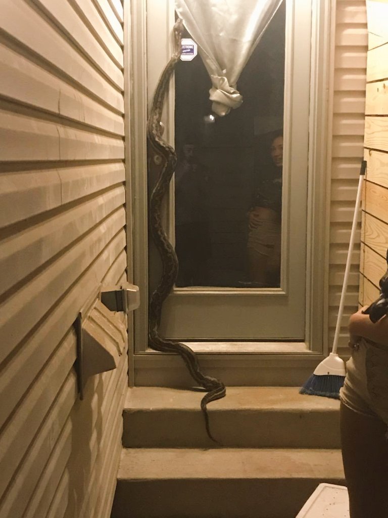 cyber_satanic's tweet photo. This is Sally🐍 
She is a big big girl 💖 #Python https://t.co/P06Z0ZXWtF