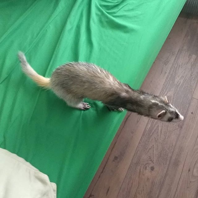 CptJackFerret's tweet photo. In search of greatness... Or is it a sock to steal? #ferret #ferrets #animals #cute #aww https://t.co/RR4YbhYO8F https://t.co/9IEMzUoCYe
