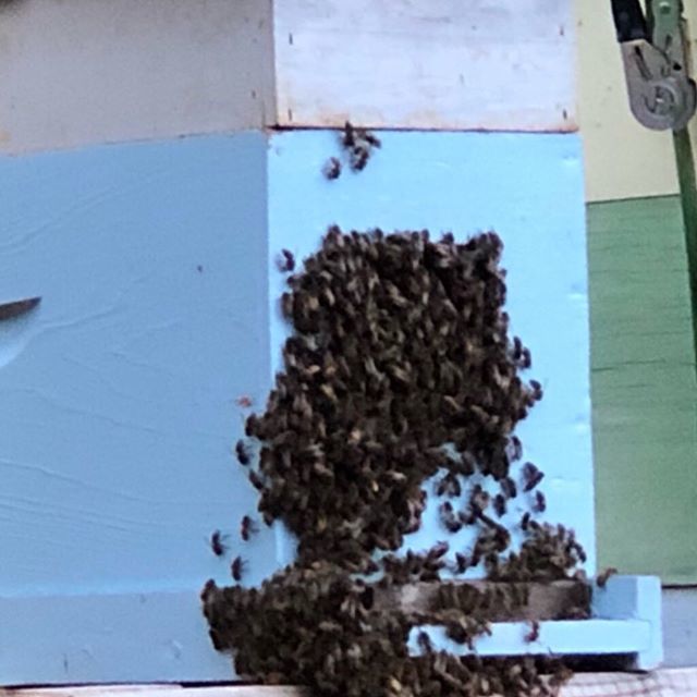 CarolinaHoneybe's tweet photo. In hot humid weather bees hang out on the front of my hive.
.
.
.
.
.
#carolinahoneybees  #beekeep #honeybeefarm
#beekeepingtip #beekeeping #bees🐝
#apiary #savethebees #beekeepersofinstagram 
#beekeepinglife #beekeepingadventures #beekeeping101
#beek… https://t.co/Tkfs1Lxrcy https://t.co/OFeJOXOwIN