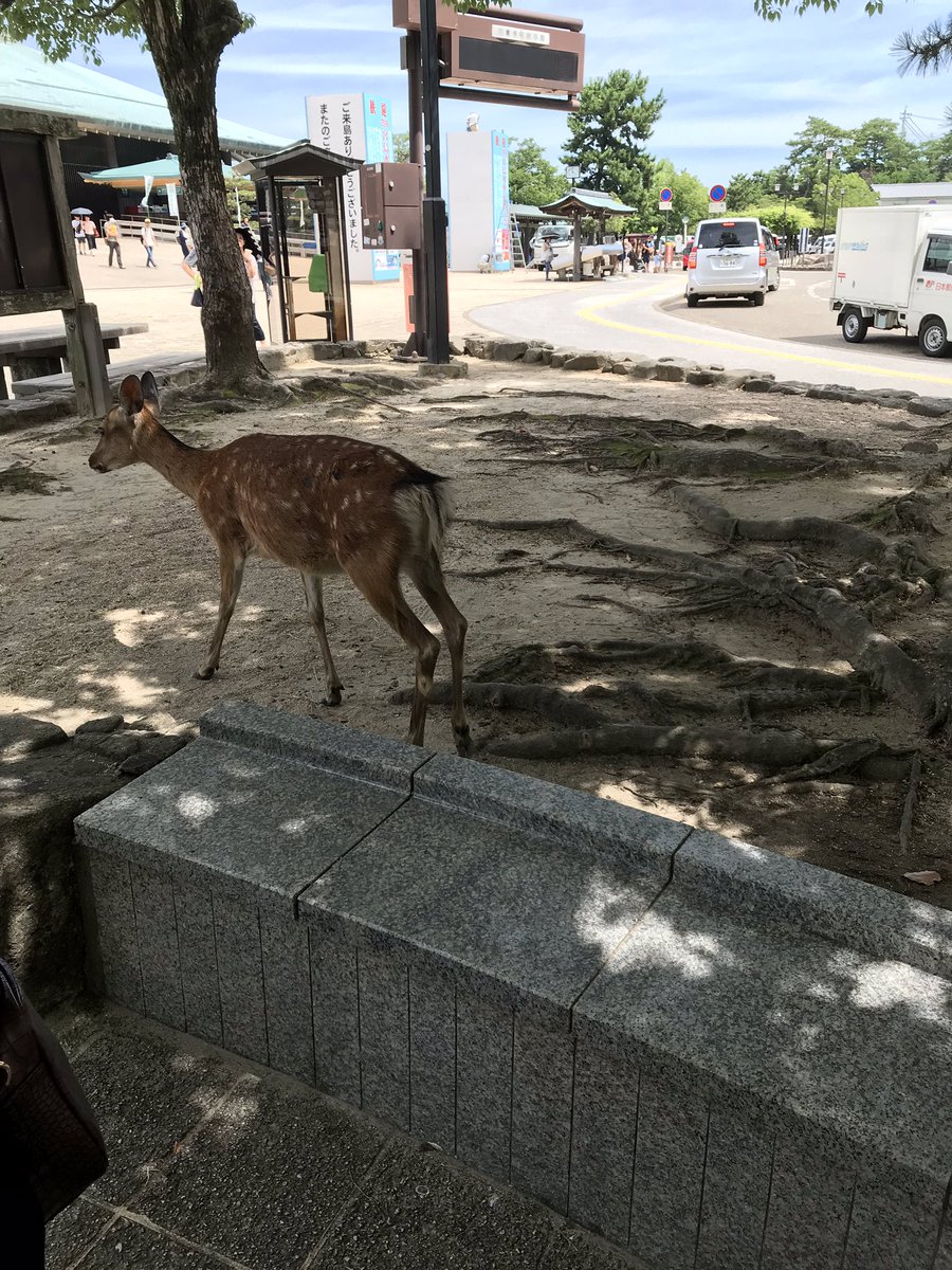 HNeko19's tweet photo. ついでに鹿の画像も。毛を触ったけどゴワゴワしてた...... https://t.co/V5Uf2RPnN2