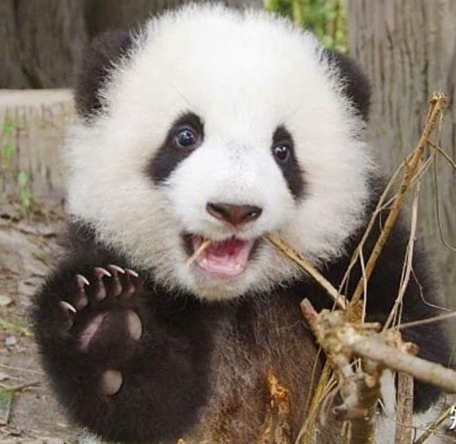 BestofPanda's tweet photo. 😭I'm literally crying right now! 🤞Double tap for like!
.
.
.
.
.

#pandaworld  #pandatime  #pandaparty  #pandapanda  #pandaarmy  #apandapiace  #apanda  #apandah  #apandacolorida  #apandacalledpru  #pandabnk48  #pandab  #bpanda  #bpandami  #bpandawann… https://t.co/bPznySH3Di https://t.co/BMSTWdInr2
