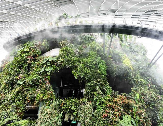 BackstreetNomad's tweet photo. Cloud Forest at Gardens by the Bay is so dreamy when the mist comes on. #squadsq #flysq @singaporeair @visit_singapore #visitsingapore https://t.co/xgHVKrnecy https://t.co/j2rM1uYv6o