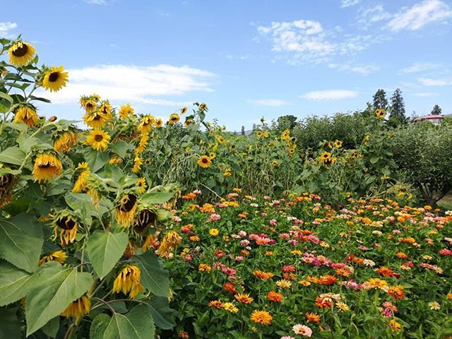 TheFarmLoop tweet picture