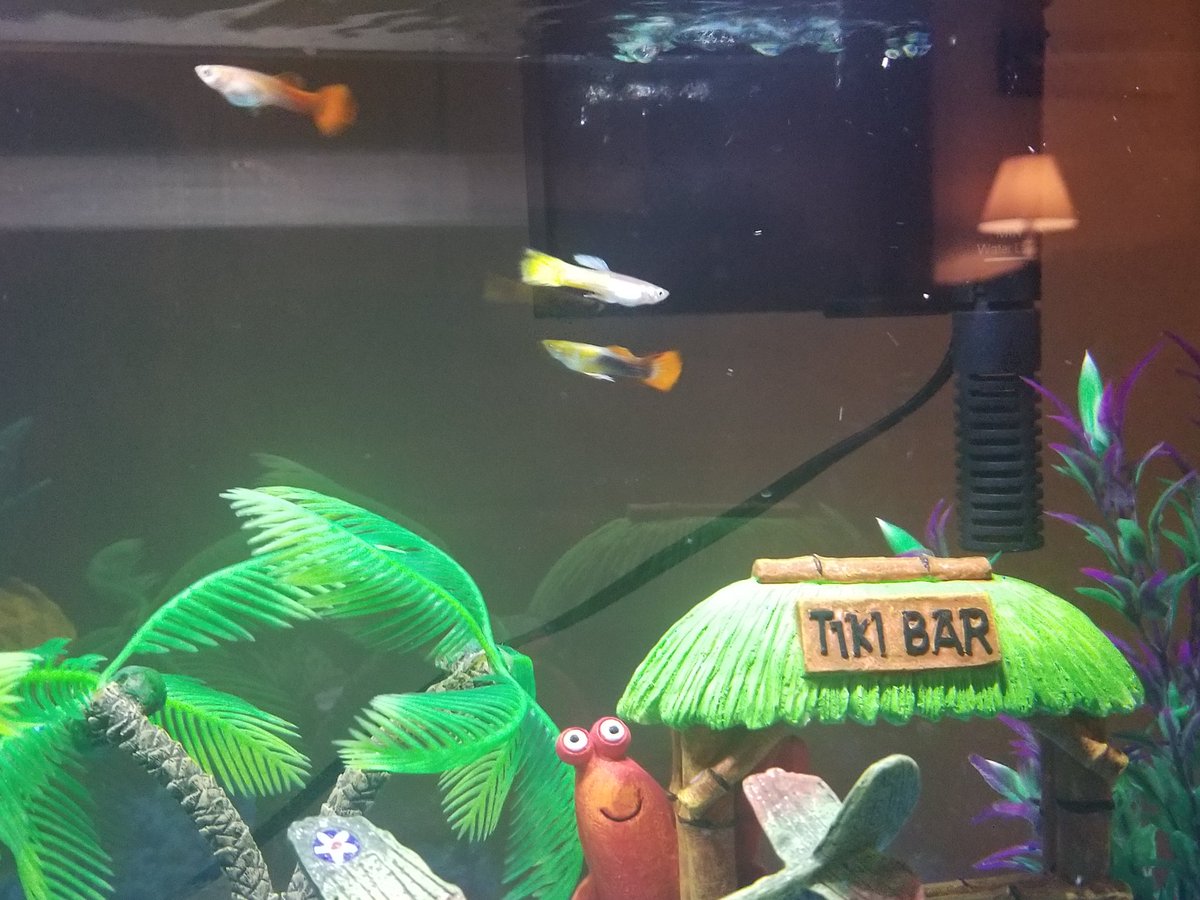TUnbearables's tweet photo. We got the fish!! Video to come! #staytuned #guppies #fishtank #vlogger #vlog #follow #like #subscribe #comment #familyvloggers #aquarium #theunbearables https://t.co/W8HnGnKMow