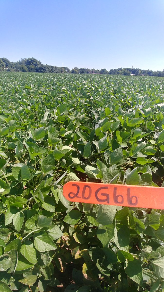 Lindsey Berg tweet media