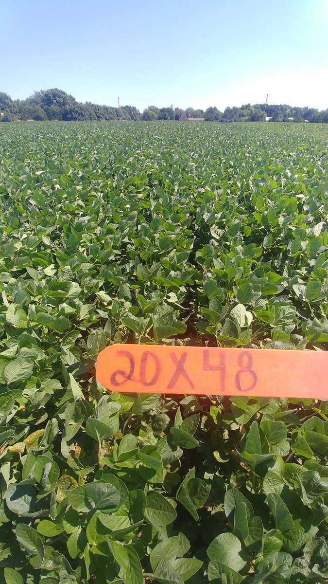 Lindsey Berg tweet media