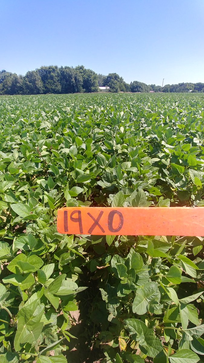 Lindsey Berg tweet media