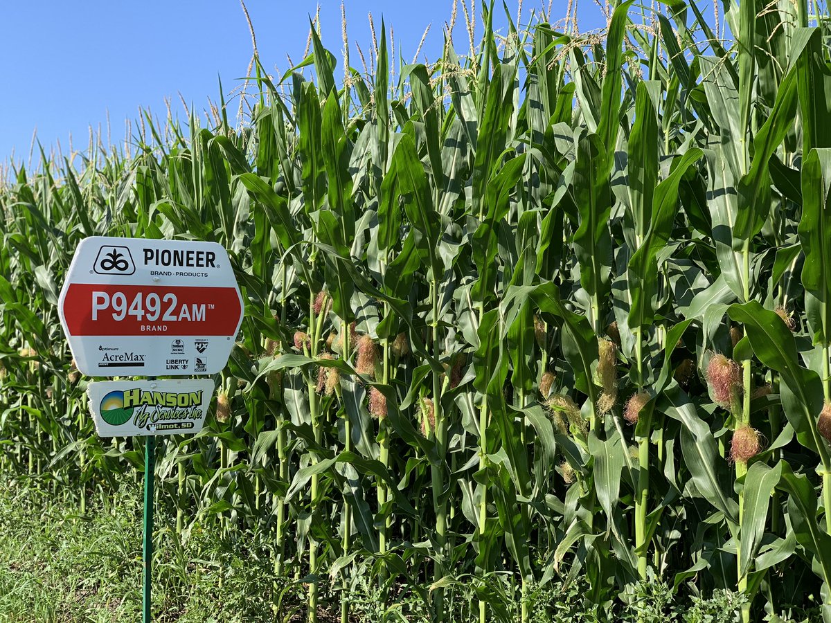 gregdhanson's tweet photo. #P9492AM is an exciting hybrid for this area. It has awesome stress emergence, great mid season brittle, good late season stalks and awesome yield! @PioneerSeeds #cornrevolution #yieldhero https://t.co/HAtRzrYJBM