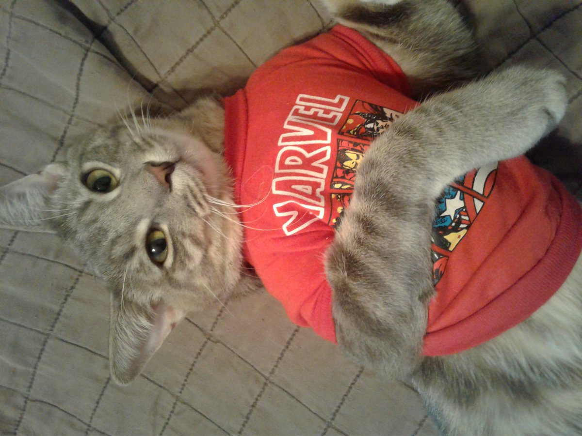 Lukyme420's tweet photo. #InternationalCatDay Meet Tony Capone. He loves Marvel. He totally bought the shirt himself.
#marvelcat
#goosewho https://t.co/gl7anVh4yL