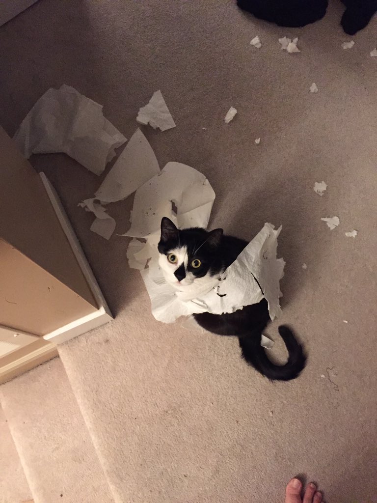 penron1's tweet photo. @globalnews #catsaroundtheglobal  #InternationalCatDay 😊  Mora the destroya... https://t.co/TNfqhvkzjR