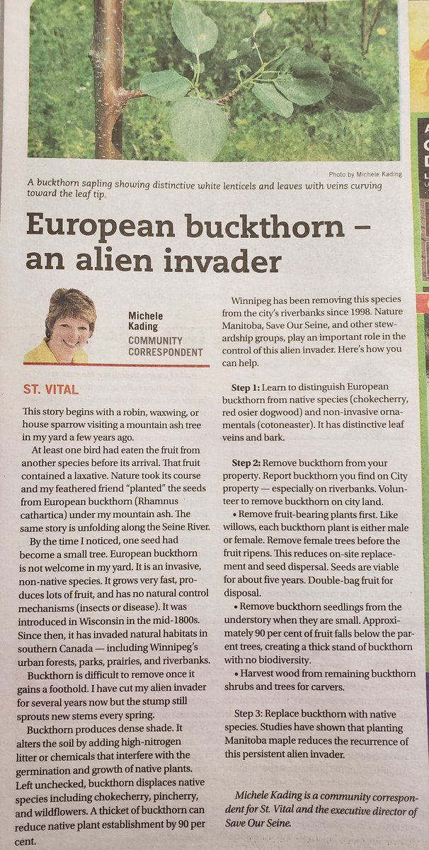SaveOurSeine's tweet photo. Save Our Seine's executive director Michele Kading regularly contributes an article to the community newspaper The Lance. This week's issue features an informative article about European buckthorn, an invasive species: https://t.co/LvIHFdne4F