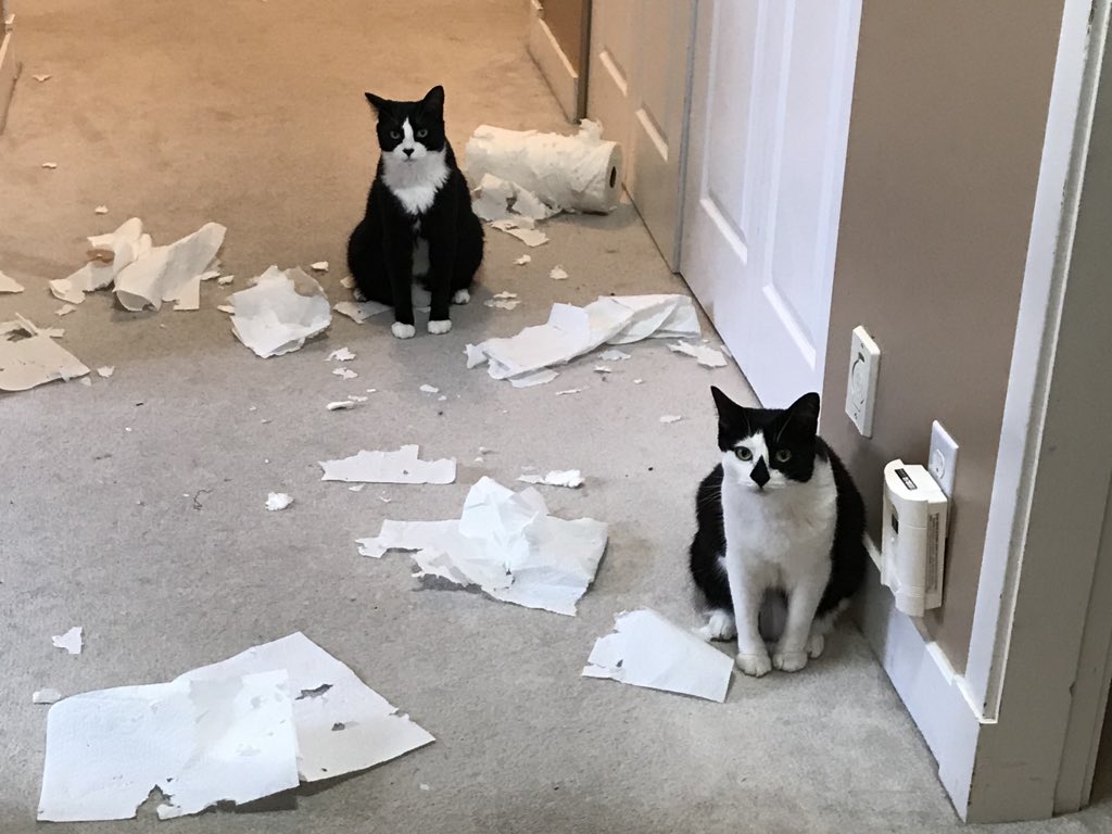 penron1's tweet photo. @globalnews #InternationalCatDay #catsaroundtheglobal  Partners in crime.... they were sending me a... message 😳 https://t.co/jLZQDpTmOp