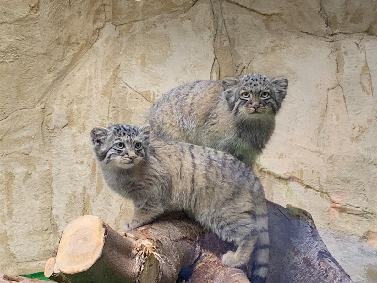 那須どうぶつ王国 マヌルネコの赤ちゃんの名前が決まりました このアカウントをフォローし マヌルネコ名前決定 の投稿をrtしてくれた方の中から 抽選でホテルエピナール那須宿泊券 平日のみ を１組２名様那須和牛５０００円分を１０名様に