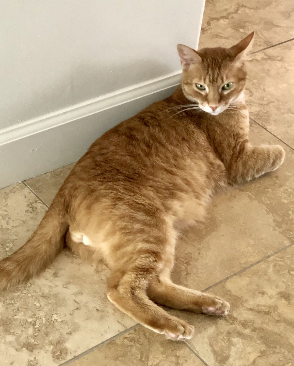 TM_10tori's tweet photo. So it’s #InternationalCatDay and those who know me would say... hey, where’s your post... #simba #nala #tabbycats #felinesrule https://t.co/JGGUFDbxz5