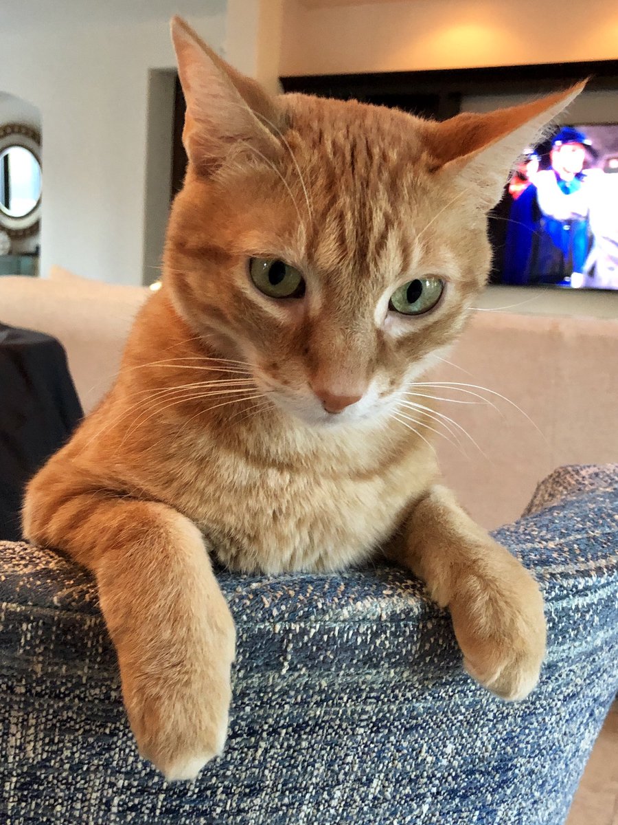 TM_10tori's tweet photo. So it’s #InternationalCatDay and those who know me would say... hey, where’s your post... #simba #nala #tabbycats #felinesrule https://t.co/JGGUFDbxz5
