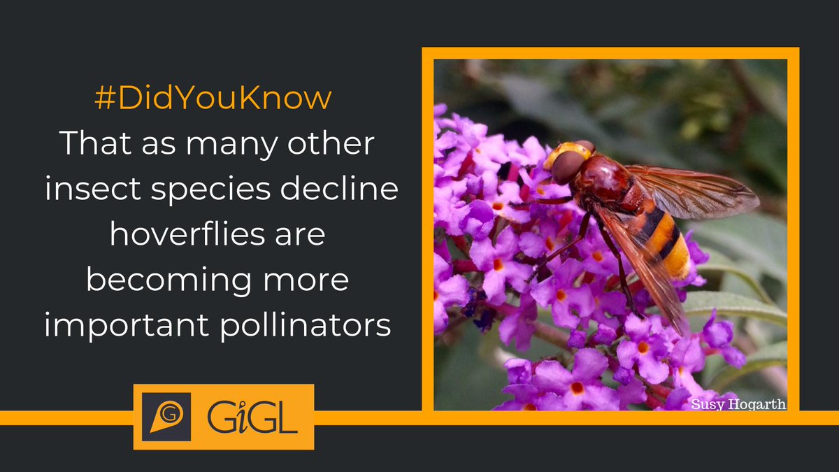 iGiGL's tweet photo. #DidYouKnow That as many insect species enter a decline, hoverflies are becoming a key pollinator  ; https://t.co/G48Jtb7tmP https://t.co/aBEJl3xutJ